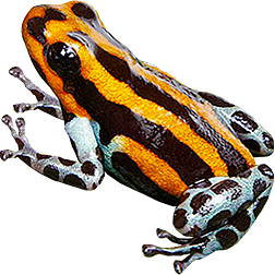 Orange Pasco Frog